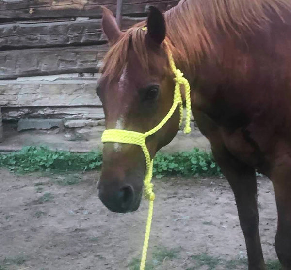 Mule Tape Halter